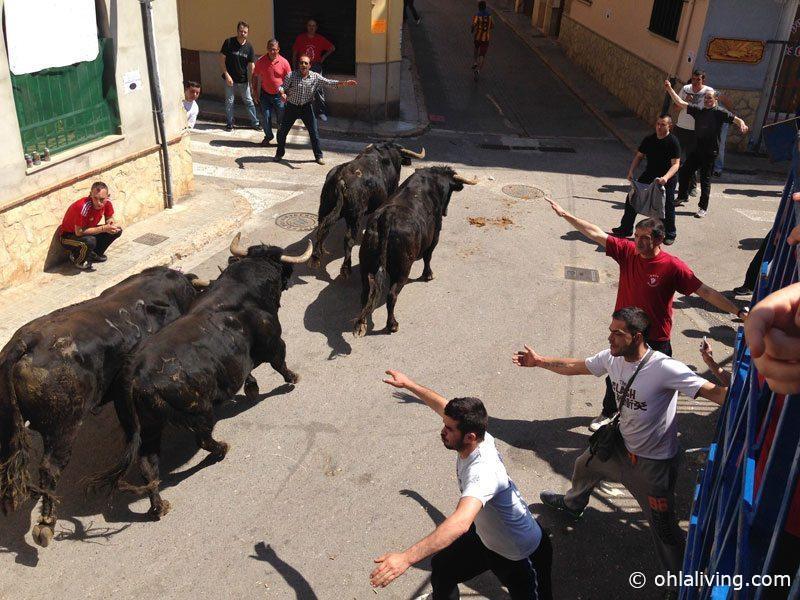 Bull run Pedralba