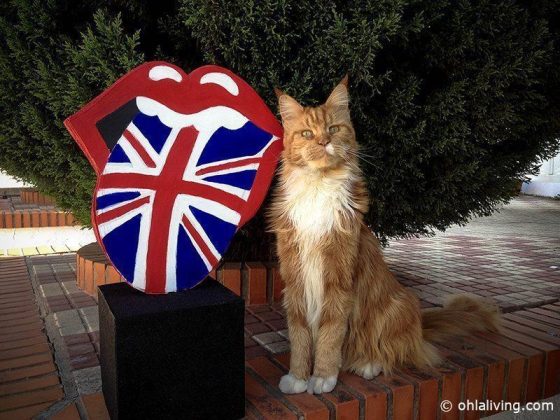 rolling stones ninot 1