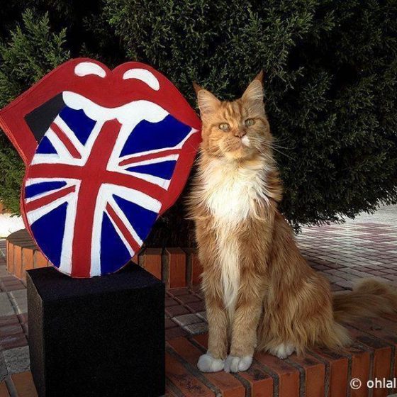 rolling stones ninot 1