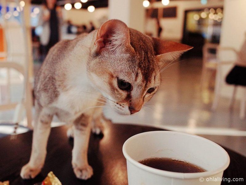 Cat Cafe In Valencia Spain