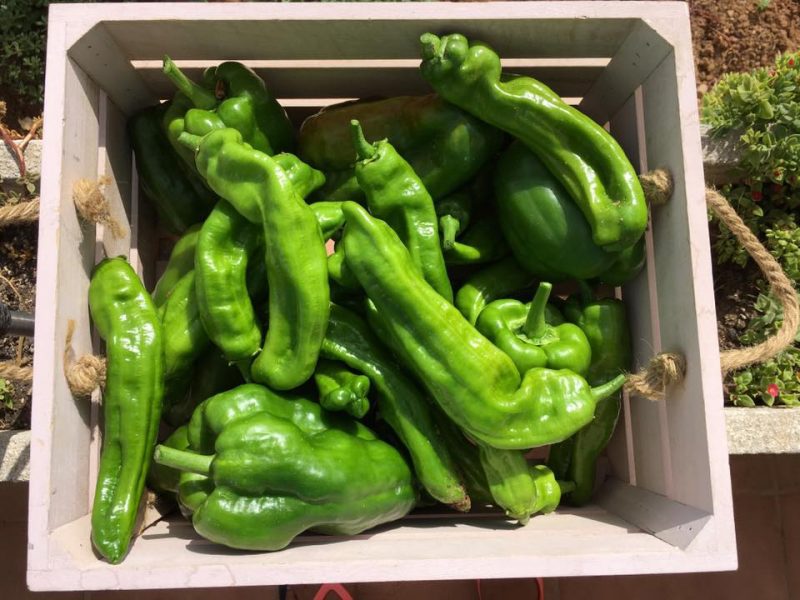 green peppers