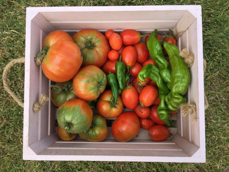tomatoes and peppers