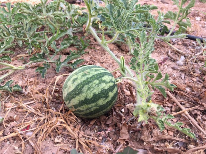watermelon plant