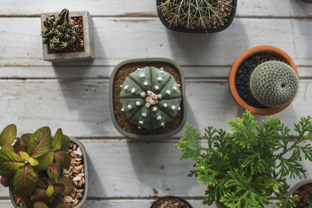 20 Online Plant Shops In Spain