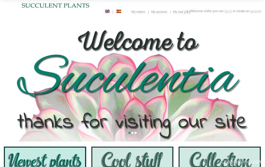 suculentia plant e1583770356525