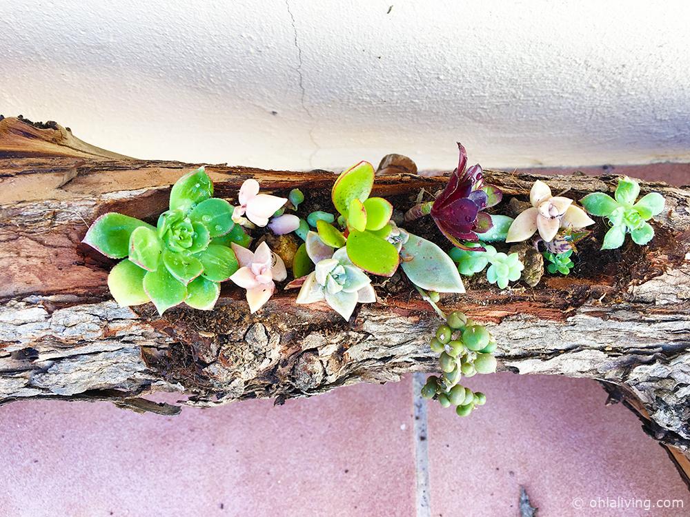 Wooden Log Succulent Planter Wooden Log Succulent Planter