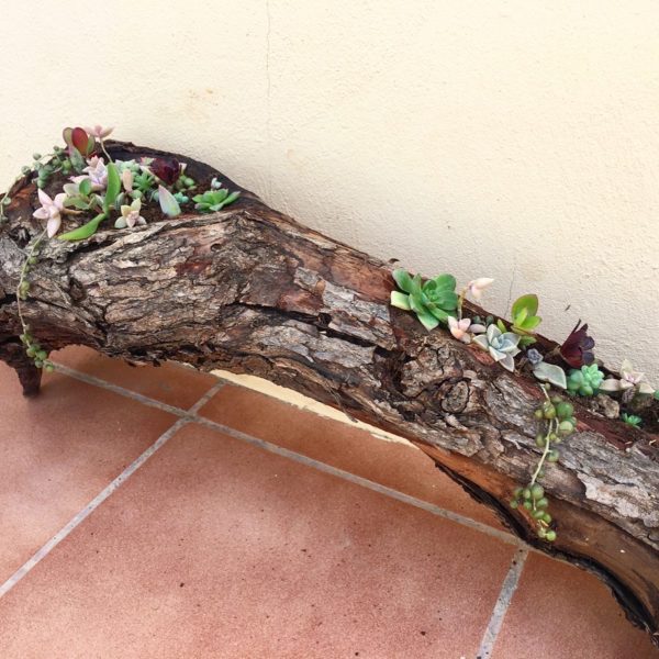 DIY Wooden Log Succulent Planter