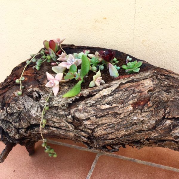 DIY Wooden Log Succulent Planter