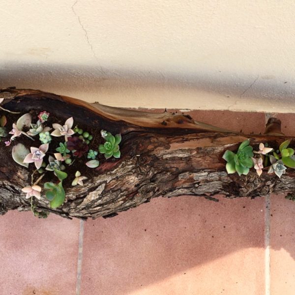 DIY Wooden Log Succulent Planter