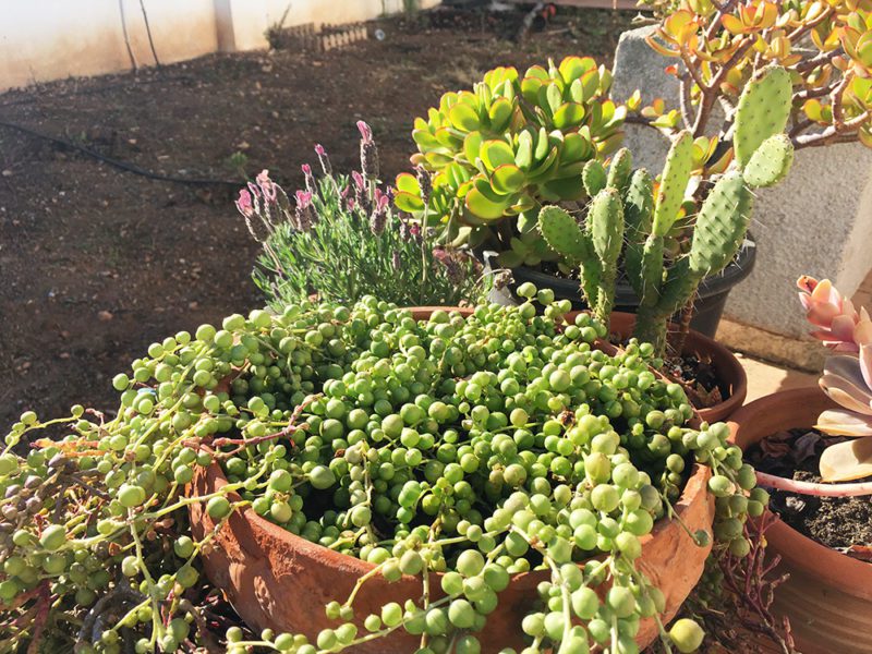 our spanish garden