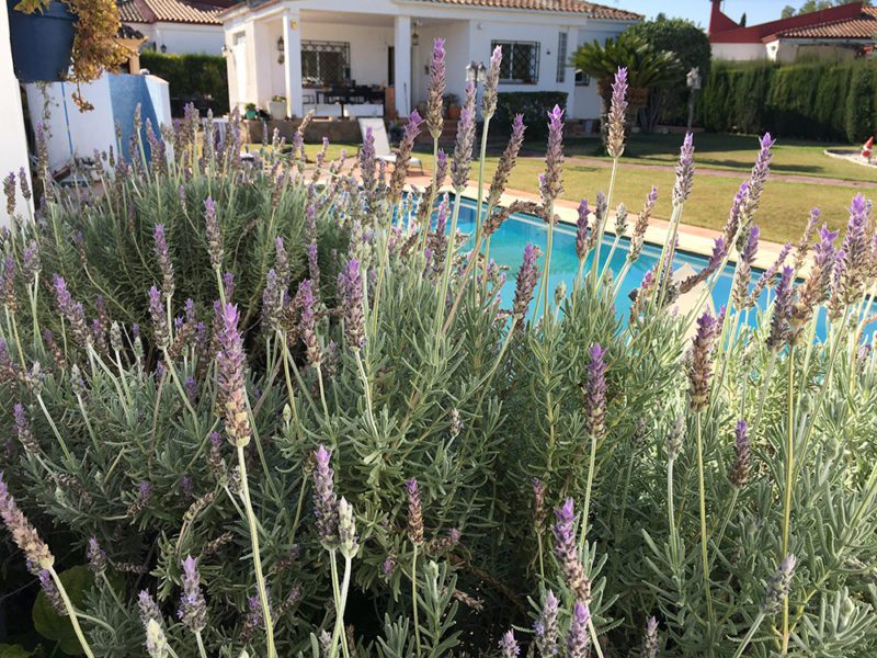 our spanish garden