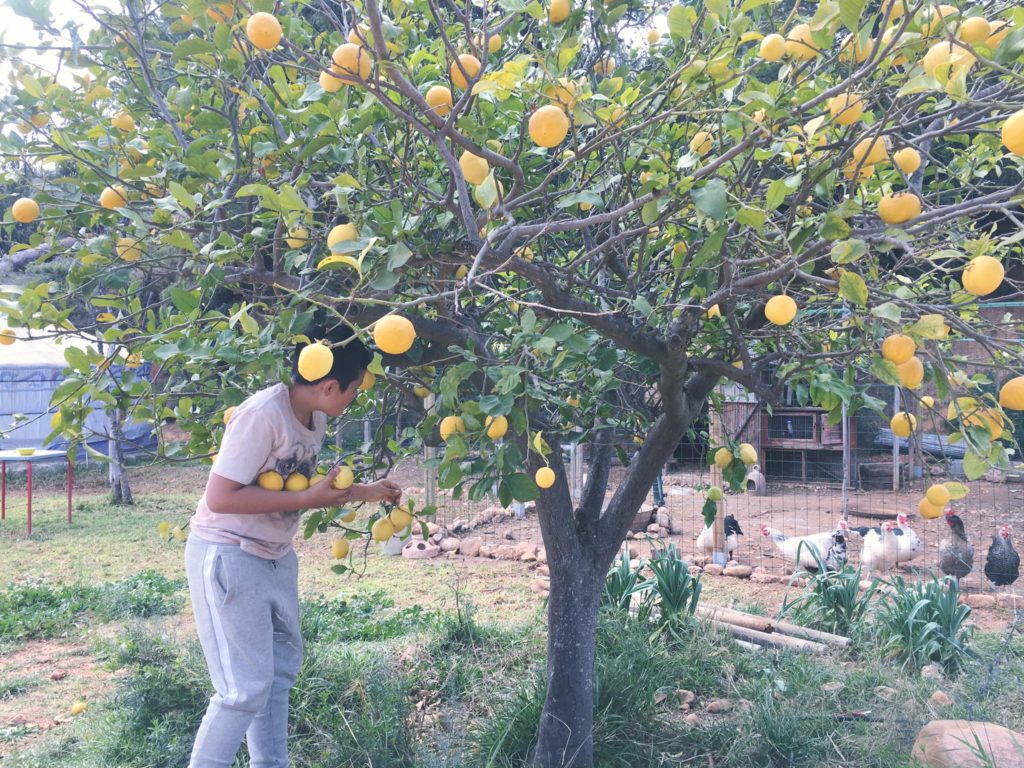 picking lemons