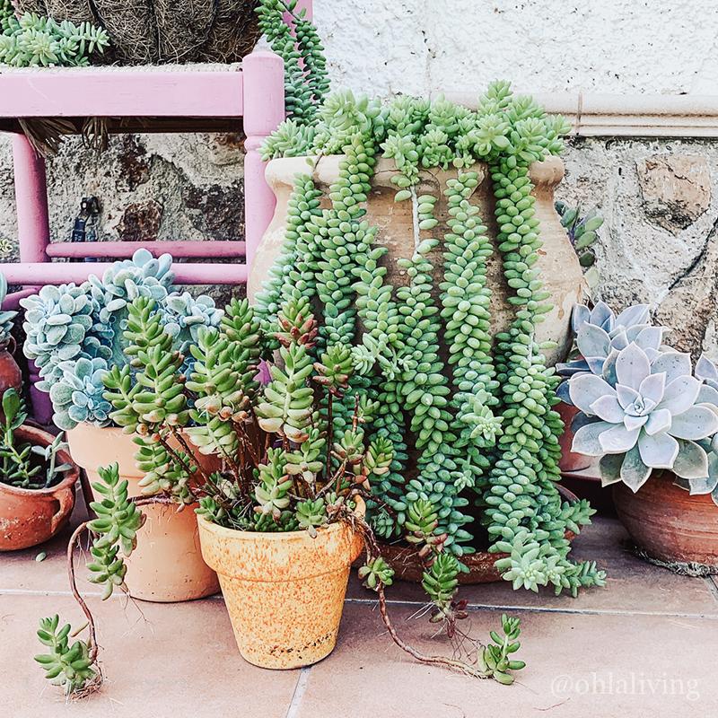 Succulent Plant Pots