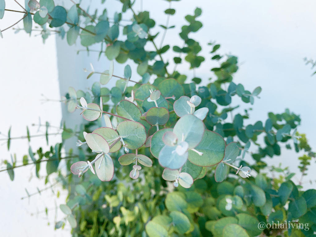 preserve eucalyptus leaves