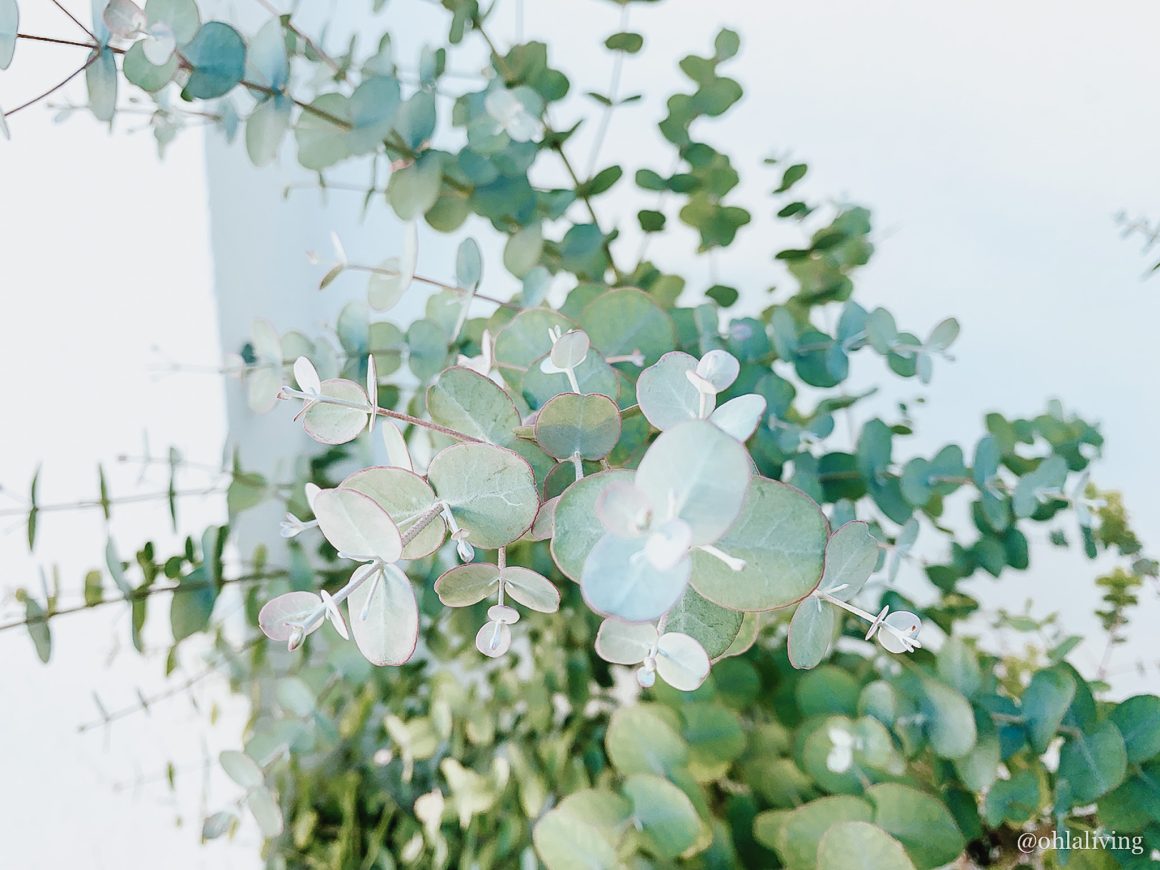preserved eucalyptus stems