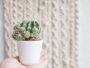 Online Shops Where To Buy Cactus And Succulents