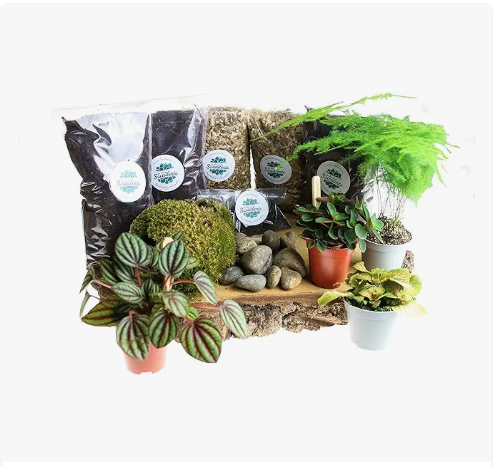 Terrarium Starter Kit