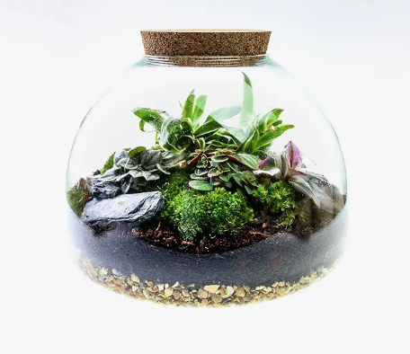 The Ultimate Terrarium Kit