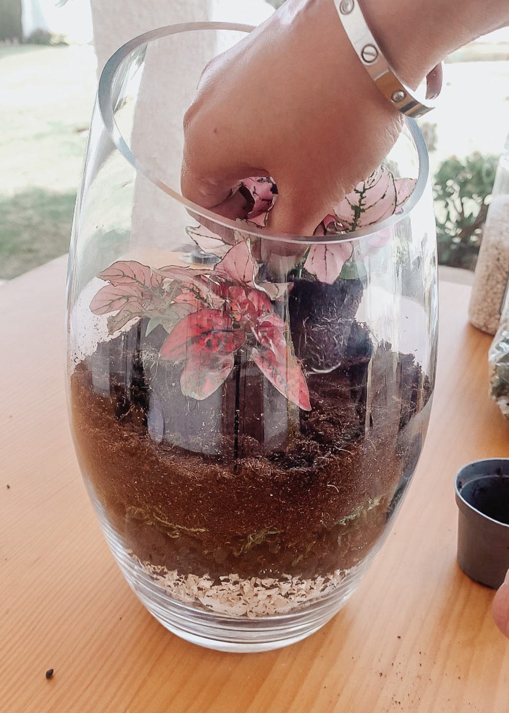 add plants in to the terrarium