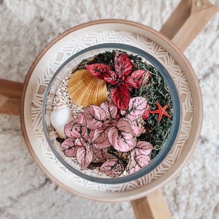 boho terrarium