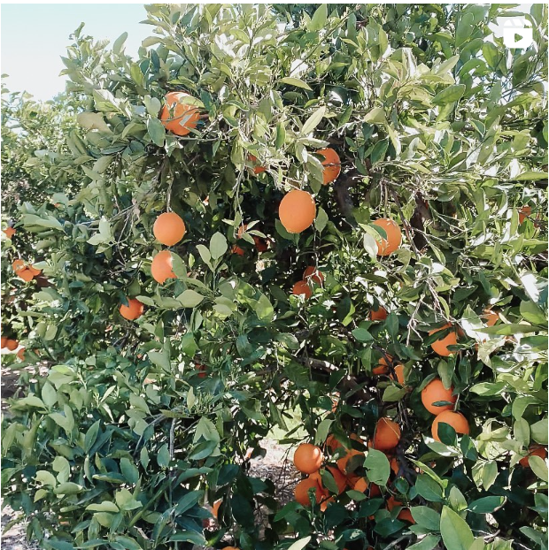 Weekend Mornings - Straight from the trees to whip up fresh orange juice for breakfast 🍊☀️
